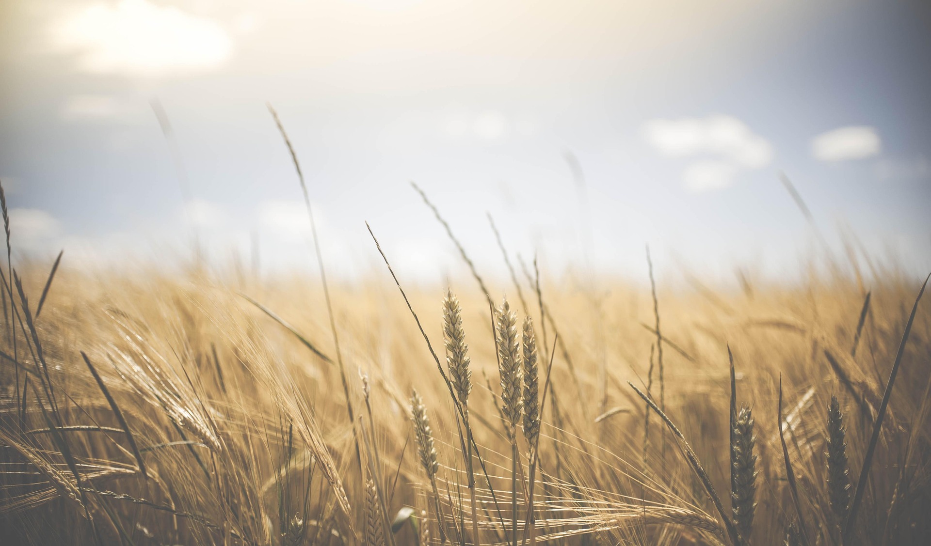 wheat