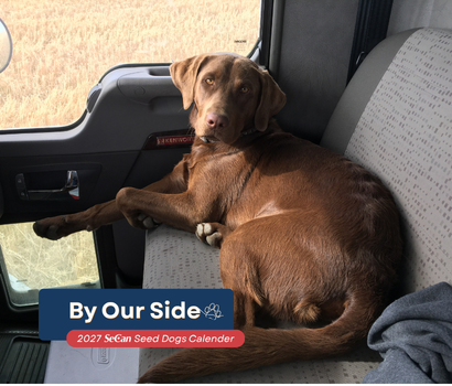 By Our Side campaign.  of a chocolate lab. 
