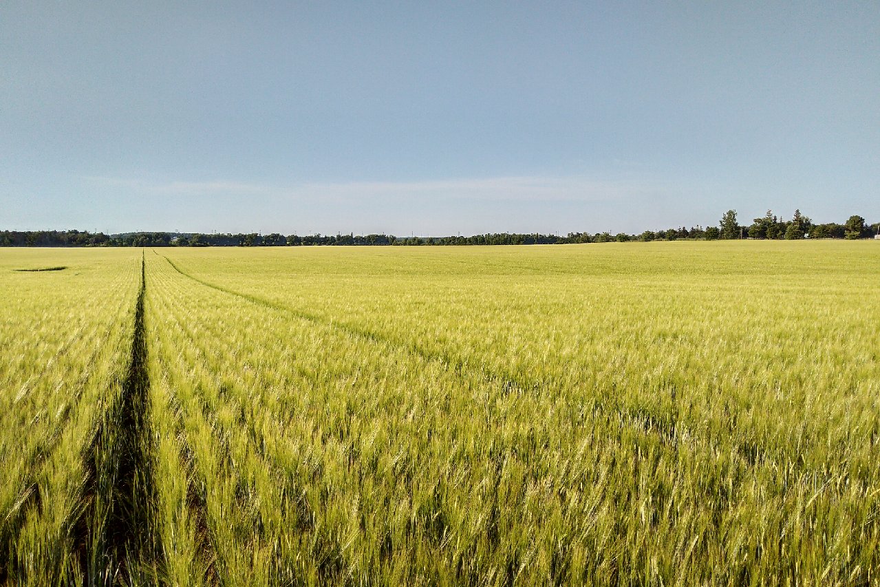 Barley