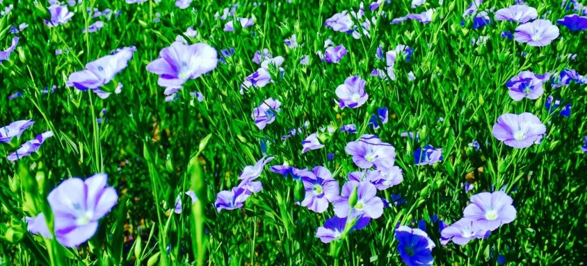 Blumer Flax