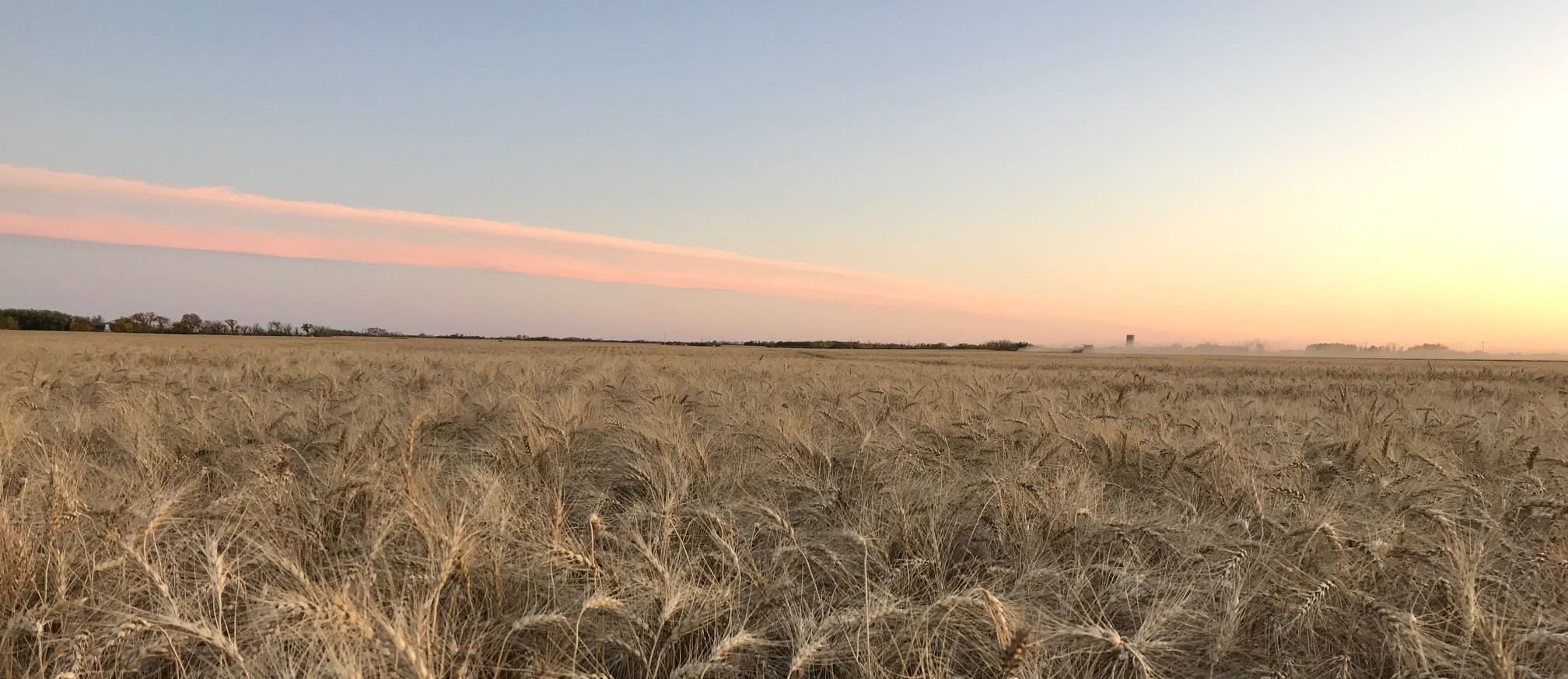 Blumer Wheat