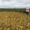 Embedded thumbnail for Bourke R2X
